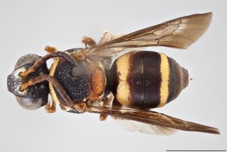 Epeolus bifasciatus, Dorsal view female