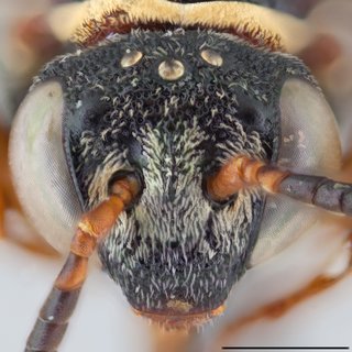 Epeolus bifasciatus, Head frontal view female