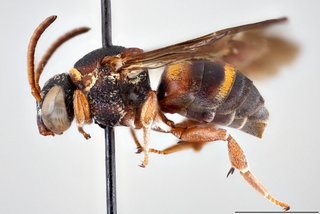 Epeolus bifasciatus, Lateral view female