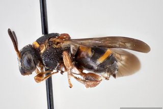 Epeolus bifasciatus, Lateral view male