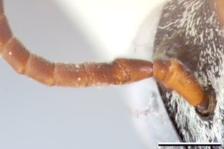 Epeolus rufulus, Antenna female holotype