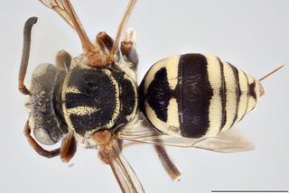 Epeolus flavofasciatus, Dorsal view female