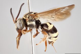 Epeolus flavofasciatus, Lateral view female