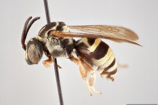Epeolus flavofasciatus, Lateral view male