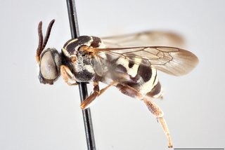 Epeolus interruptus, Lateral view male