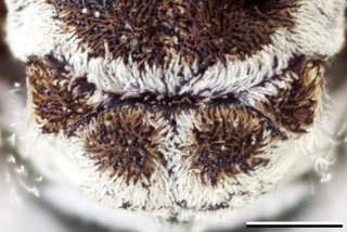 Epeolus mesillae, Axillae, mesoscutellum, female