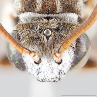 Epeolus mesillae, Head frontal view female