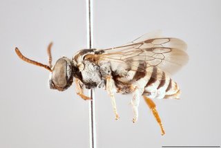 Epeolus mesillae, Lateral view female
