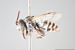 Epeolus mesillae, Lateral view male P. mesillae neotype