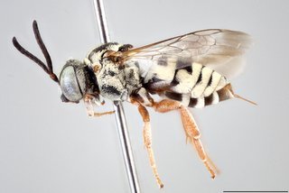 Epeolus minimus, Lateral view female