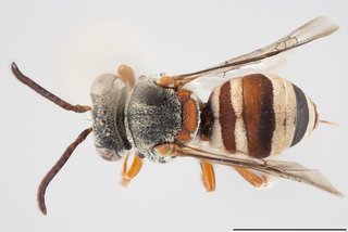Epeolus rufulus, Dorsal view female
