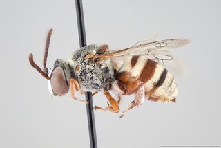 Epeolus rufulus, Lateral view male