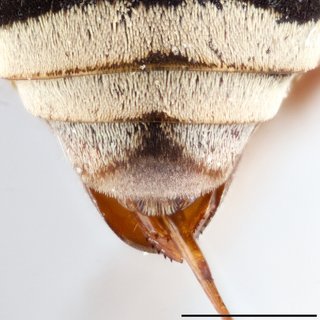 Epeolus scutellaris, Pseudopygidial area female