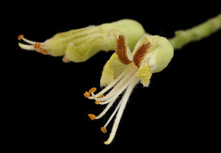 Aesculus glabra, Ohio Buckeye flr., Howard County, Md