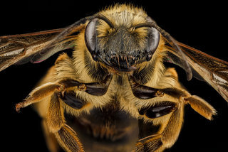 Andrena hilaris, F, face, Maryland, Anne Arundel County