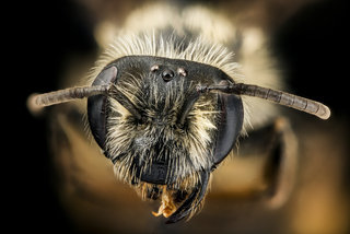 Andrena thaspii, f, face, Washington Co., VA