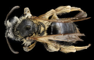 Andrena wheeleri, f, back, Crayson Co., VA