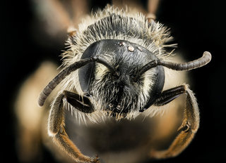 Andrena wheeleri, f, face, Crayson Co., VA
