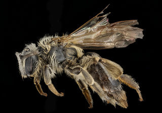 Andrena wheeleri, f, left, Crayson Co., VA