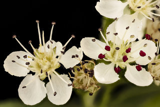 Aronia melanocarpa, Black Chokeberry, Howard County, Md