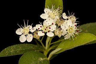 Aronia melanocarpa, Black Chokeberry, Howard County, Md
