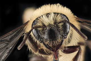 Andrena asteris, F, Face, WV, Hampshire County