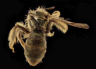 Andrena gnaphalii, f, back, Santa Barbara Co., CA