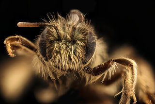 Andrena gnaphalii, f, face, Santa Barbara Co., CA