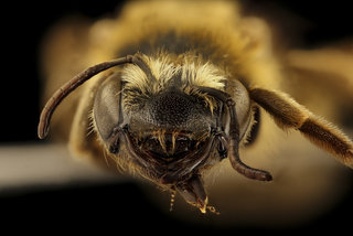 Andrena helianthiformis, f, face, Pennington Co., SD