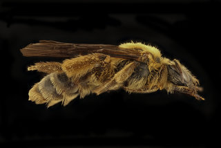 Andrena helianthiformis, f, right, Pennington Co., SD