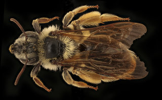 Andrena wilmattae, f, back, Pennington Co., SD