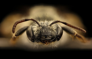 Andrena wilmattae, f, face, Pennington Co., SD