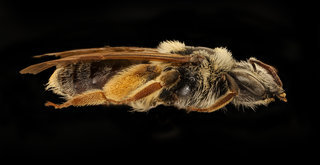 Andrena wilmattae, f, right, Pennington Co., SD