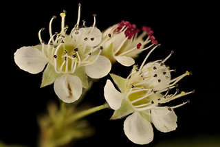 Physocarpus opulifolius, Ninebark, flower inflorescence, Green Farmacy Garden, Howard Co, Md, H Metzman
