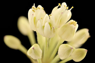 Allium tricoccum, , Ramps, flower, GFG, Howard County, Md, Helen Lowe Metzman