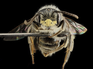 Andrena cressonii, Male, Face, Maryland