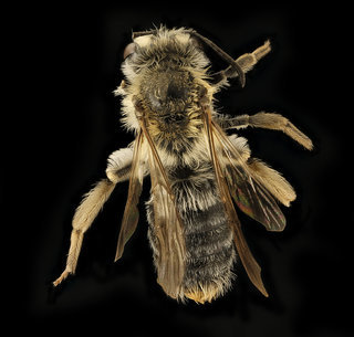 Andrena macoupinensis, f, back, Morgantown WV