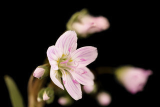 Claytonia virginica, Spring Beauty, Howard County, Md