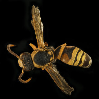 Pterocheilus quinquefasciatus, m, back, Jackson Co., SD