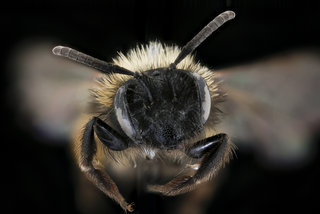 Andrena bicolor, f, face, Tatranska Lomnica, Slovakia copy