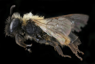 Andrena bicolor, f, left, Tatranska Lomnica, Slovakia copy