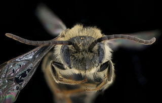 Andrena rehni, m, face, Prince Georges Co. Maryland