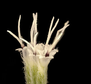 Eupatorium perfoliatum, , Boneset, Howard County, Md, Helen Lowe Metzman