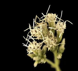 Eupatorium perfoliatum, boneset flowers close-up, Howard County, MD