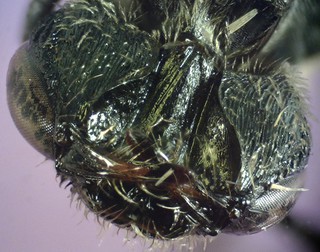 Lasioglossum bruneri F
