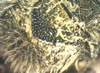 Lasioglossum nelumbonis F