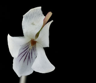 Viola blanda, , Sweet White Violet, Howard County, Md, Helen Lowe Metzman