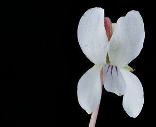Viola blanda, Sweet White Violet, Howard County, Md, Helen Lowe Metzman