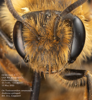 Andrena astragali, female, head, .DCMay