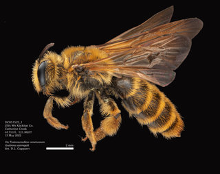 Andrena astragali, female, lateral, DCMay